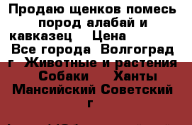 Продаю щенков помесь пород алабай и кавказец. › Цена ­ 1 500 - Все города, Волгоград г. Животные и растения » Собаки   . Ханты-Мансийский,Советский г.